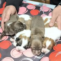 Incrocio breton springer