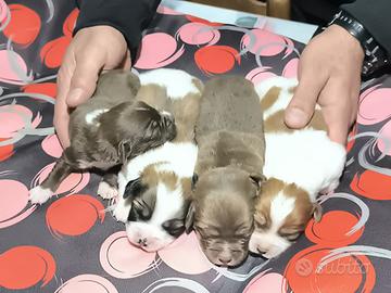 Incrocio breton springer