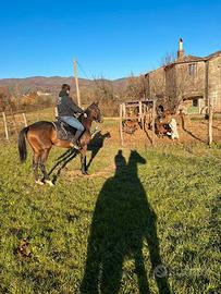 Cavalla di 3 anni alta 1.70