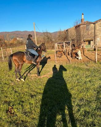 Cavalla di 3 anni alta 1.70