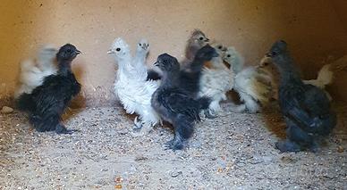Pulcini di moroseta e gallina riccia