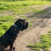 Mastino napoletano