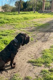 Mastino napoletano