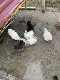 Galline e Gallo Moroseta