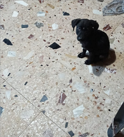 Cuccioli labrador neri e cuccioli tutti bianchi