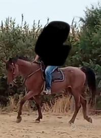 Cavalla per Trekking