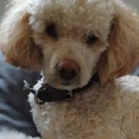 Cucciolone barboncino medio piccolo