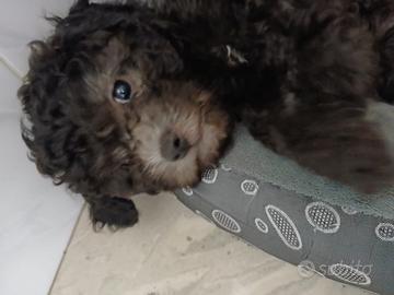 Cucciola di barboncina silver