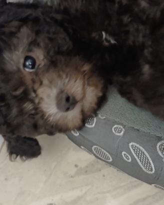 Cucciola di barboncina silver