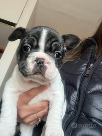 Bulldog francese