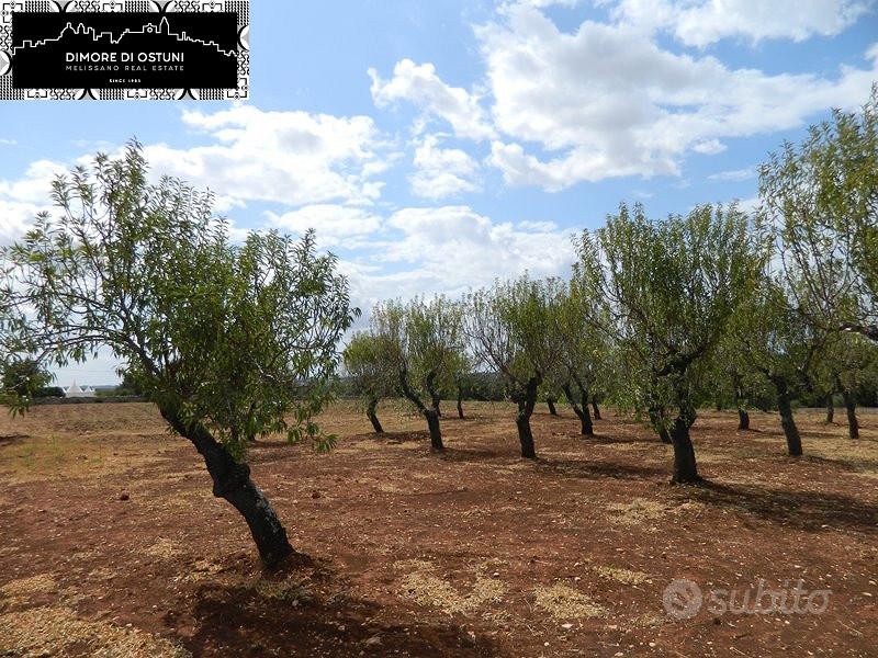 TERRENO 13.000mq - Valle d'Itria - OSTUNI - Altro