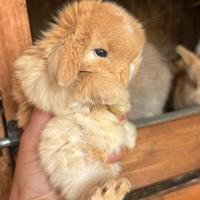 Minilop e conigli ariete nano