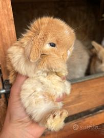 Minilop e conigli ariete nano