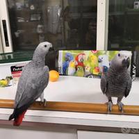 Ara Ararauna,Cenerini,Amazzoni,Ecletti,Cacatua