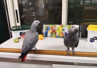 Ara Ararauna,Cenerini,Amazzoni,Ecletti,Cacatua