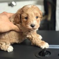 Splendido cucciolo di MALTIPOO TOY