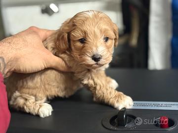 Splendido cucciolo di MALTIPOO TOY