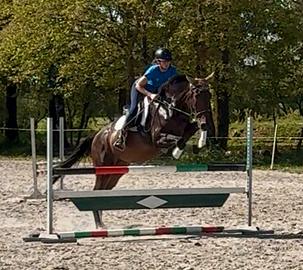 Giovane cavallo italiano 4 anni bravissimo h 170