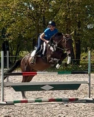 Giovane cavallo italiano 4 anni bravissimo h 170
