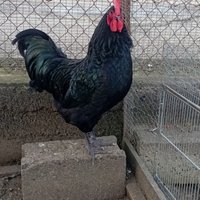 Galline razza australorp
