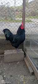 Galline razza australorp