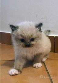 Cuccioli RAGDOLL