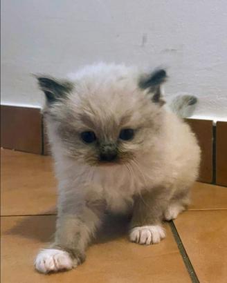 Cuccioli RAGDOLL