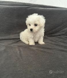 Maltese toy
