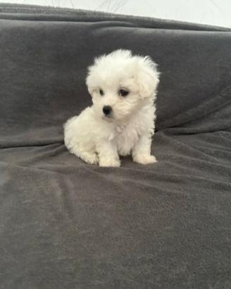 Maltese toy