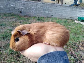 Porcellino d'India / Cavia