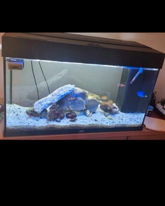 acquario juwel rio 125