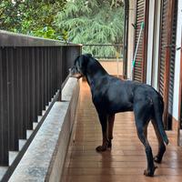 Rottweiler per monta