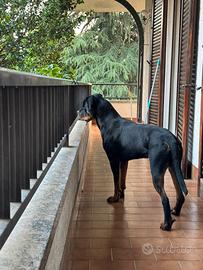 Rottweiler per monta