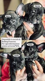 Bulldog Francese