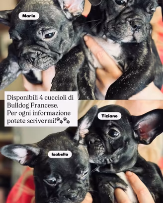 Bulldog Francese
