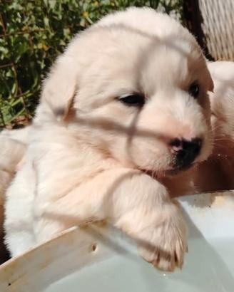 Cuccioli taglia media in adozione