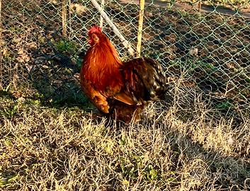 Gallo cocincina nana