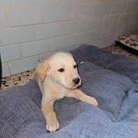 Regalasi cuccioli cane Sardegna