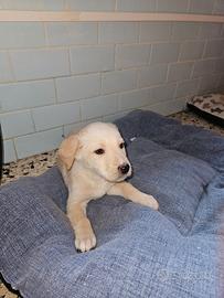 Regalasi cuccioli cane Sardegna