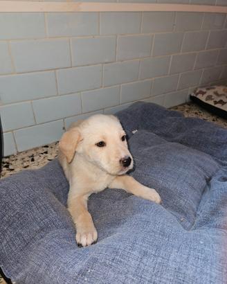 Regalasi cuccioli cane Sardegna