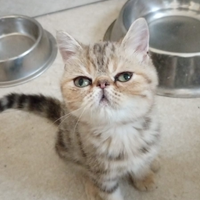 Exotic shorthair femmina