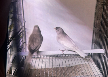 Canarini nero Perla bianchi e nero Perla rossi