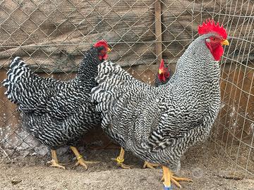 GALLI GALLINE. U.O.V.A feconde