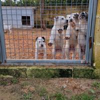 Cuccioli di Pastore dell'Asia Centrale Alabai