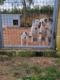 Cuccioli di Pastore dell'Asia Centrale Alabai