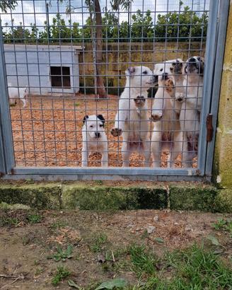 Cuccioli di Pastore dell'Asia Centrale Alabai