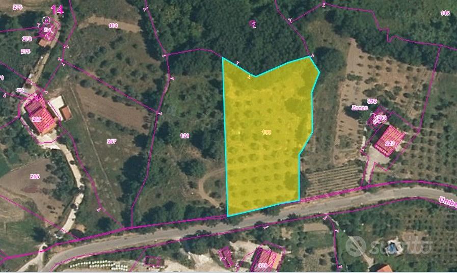 Terreno Agricolo 6200mq con 64 piante di olivo - Altro