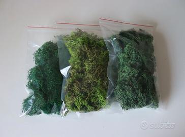 Muschio stabilizzato per hobby 50g