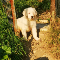 Cuccioli pastore abruzzese