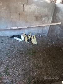 Animali da cortile